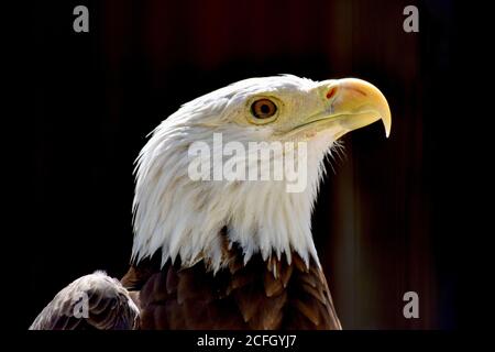 Aigle à tête blanche Banque D'Images