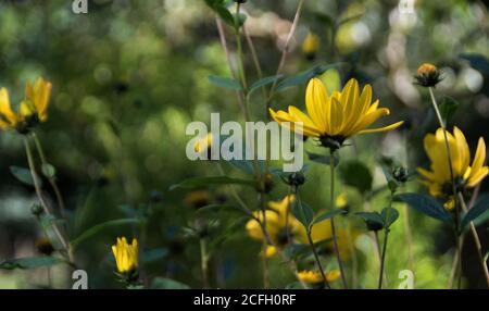 L'Helianthus tuberosus Banque D'Images