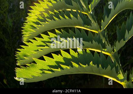 Patrons foliaires, Melianthus Major, Honeybush, natif de l'Afrique du Sud Banque D'Images