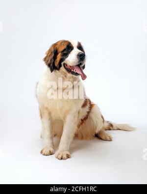 Années 1990 ST. BERNARD CHIEN UNE GRANDE RACE DE CHIEN DE TRAVAIL ORIGINAIRE DES ALPES SUISSES DE L'OUEST A ÉTÉ ÉLEVÉE POUR LE SAUVETAGE ASSIS SUR BLANC SANS COUTURE - KD6062 DEG002 HARS HOSPICE MAMMIFÈRE INITIALEMENT LISSE ST BERNARD VOYAGEURS SUISSES FRONTIÈRE MARRON ET BLANC FOURRURE DOUCE BOUCHE OUVERTE VIEILLE MONTRE Banque D'Images