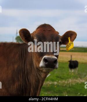 Vue rapprochée d'une vache brune de Jersey dans un pâturage, en regardant la caméra Banque D'Images