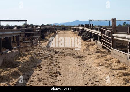 Bétail méditerranéen italien de buffles, couloir central avec les animaux manger sur les côtés. Banque D'Images