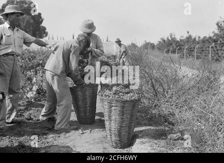 Histoire du Moyen-Orient - activités anciennes à Richon-le-Zion le 1939 août. Collecte des raisins dans de grands paniers prêts pour le transport vers les caves Banque D'Images