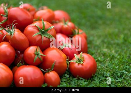 Gros plan de tomates rouges fraîchement cueillies sur de l'herbe verte. Jardinage et agriculture. Banque D'Images