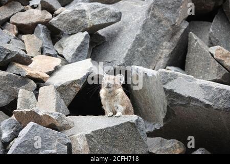 Pika américaine (princeps d'Ochotona) dans le parc national du Mont Rainier Banque D'Images