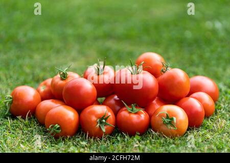 Gros plan de tomates rouges fraîchement cueillies sur de l'herbe verte. Jardinage et agriculture. Banque D'Images