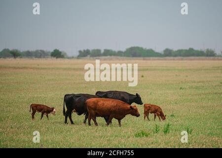 Vaches sur un pâturage d'été. Prairie avec vache et veaux de pâturage. Banque D'Images