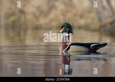 Wood Duck (Aix sponsora), drake en pleine reproduction plumage Banque D'Images