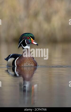 Drake Wood Duck (Aix sponsora) en pleine reproduction plumage Banque D'Images