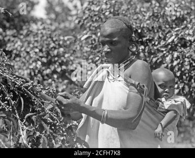 Histoire du Moyen-Orient - plantations dans la colonie du Kenya. Femme indigène cueillant du café avec bébé sur le dos. Gros plan Banque D'Images