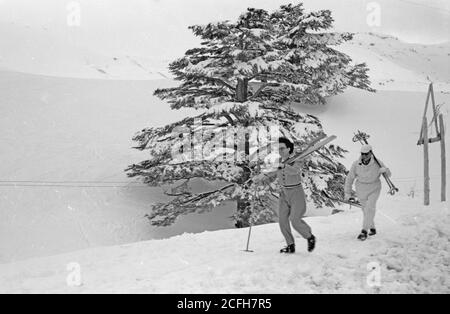 Cèdres du Liban avec la neige et les skieurs ca. 1946 Banque D'Images