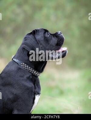 Portrait d'un jeune chien corso en canne noire assis dans la nature. Banque D'Images