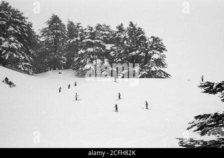 Cedars du Liban dans la neige et les skieurs ca. 1946 Banque D'Images