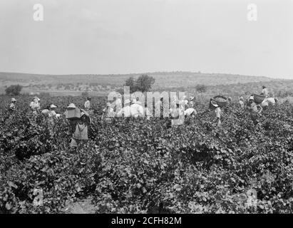 Histoire du Moyen-Orient - la saison d'époque Zikh'ron ya'aqov juillet 24 1939. Vue sur les vignobles avec groupe de cueilleurs de raisin et de bonbonnes Banque D'Images