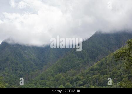 Parc national des Great Smoky Mountains aux États-Unis. Banque D'Images