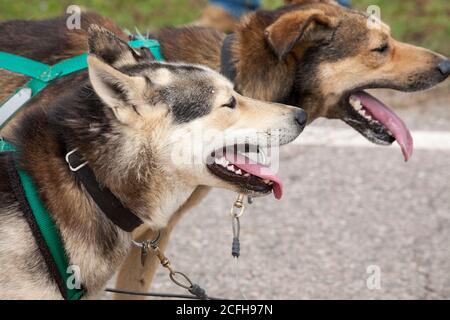 Chiens de traîneau à chiens : une paire de chiens avec des langues pendant la contrainte de tirer un traîneau à roues dans la rue dans le défilé d'octobre de Ladysmith. Banque D'Images