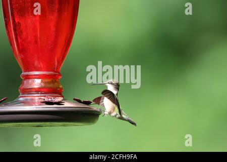 Le colibri à gorge rubis Archilochus colubris accroché à un mangeoire par ses orteils Banque D'Images