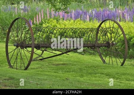 Cultivateur de chasse-neige ou de vendangeuse antique et champ coloré de Lupin en plein été dans la campagne du New Hampshire. Banque D'Images