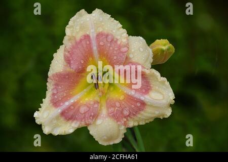Gros plan des gouttes de pluie sur la fleur de nénuphars avec des pétales jaune crème, un œil de rose vif et une gorge jaune (Hemerocallis 'lorsque mon Sweetheart retourne'). Banque D'Images