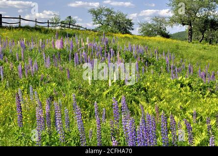 Champ de fleurs lupin (Lupinus) et de fleurs sauvages jaunes colorées pourpres et roses qui poussent à flanc de colline dans la campagne de Sugar Hill, New Hampshire. Banque D'Images