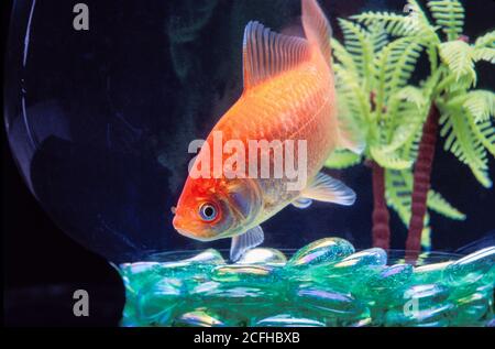 Poisson doré orange dans un bol en verre avec perles de verre vertes et palmier en plastique Banque D'Images