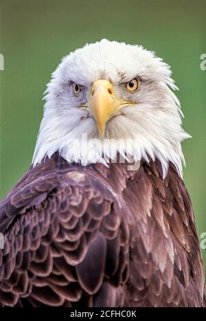 Aigle à tête blanche, vue de face, Haliaeetus leucocephalus Banque D'Images