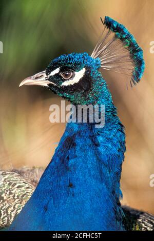 Peacock, gros plan de la tête et de la couronne, en regardant sur le côté Banque D'Images