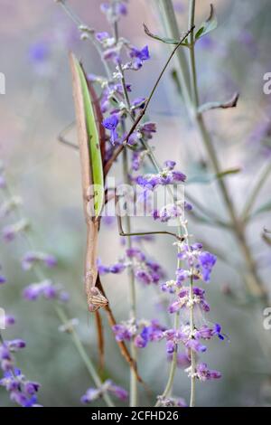 Mantis de prière (espèce Tenodera) - North Carolina Arboretum, Asheville, Caroline du Nord, États-Unis Banque D'Images