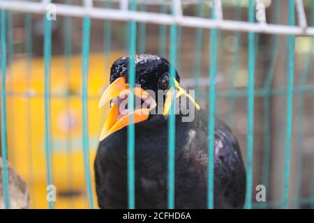 Cage d'oiseau myna oiseau parlant Myna oiseau, oiseau noir dans le cage Banque D'Images