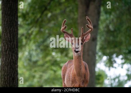 Grand buck de cerf à queue blanche avec bois de velours dans un pré ouvert en été Banque D'Images