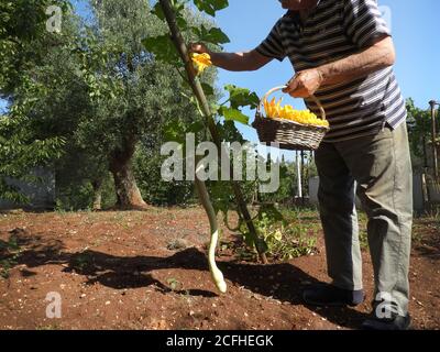 vieil homme cueillant des fleurs de courgette dans la campagne estivale Banque D'Images