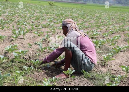 Agriculteur asiatique travaillant, nettoyant les mauvaises herbes, sur un potager bangladais Banque D'Images