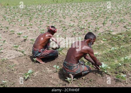 Deux travailleurs asiatiques en sueur (travailleurs de jour) travaillent sur le champ de légumes (chou-fleur) en milieu rural Région du Bangladesh Banque D'Images
