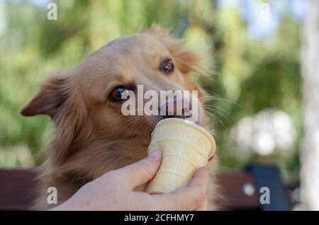 Portrait d'un chien de race mixte qui mange de la crème glacée. Un animal de compagnie rouge aux cheveux longs mange de la crème glacée des mains d'une femme. Amour pour les animaux. Banque D'Images