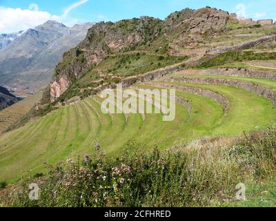 Ancienne herbe verte incas terrasses andenes dans la Vallée Sacrée, montagnes des Andes, ruines de la forteresse de Pisac, région de Cuzco, Pérou Banque D'Images