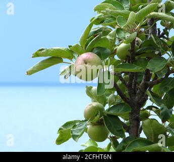 Pommes fraîches sur la branche. Fruits dans le feuillage dense sur le fond de la mer bleue. Malus pumila. Pomme verte appétissante avec un côté rose. EDE Banque D'Images