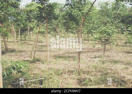 croissance de l'arbre de bois de rose siamois dans les terres agricoles. Dalbergia cochinchinensis foresterie Banque D'Images