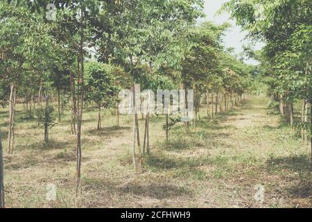 croissance de l'arbre de bois de rose siamois dans les terres agricoles. Dalbergia cochinchinensis foresterie Banque D'Images