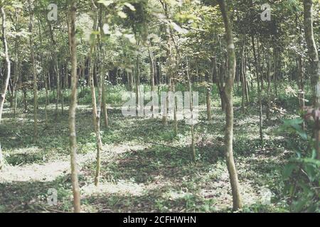 croissance de l'arbre de bois de rose siamois dans les terres agricoles. Dalbergia cochinchinensis foresterie Banque D'Images