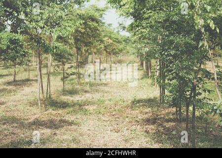 croissance de l'arbre de bois de rose siamois dans les terres agricoles. Dalbergia cochinchinensis foresterie Banque D'Images