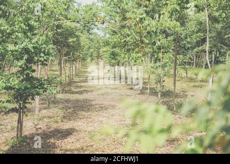 croissance de l'arbre de bois de rose siamois dans les terres agricoles. Dalbergia cochinchinensis foresterie Banque D'Images