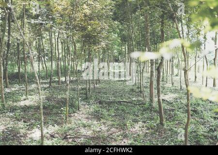 croissance de l'arbre de bois de rose siamois dans les terres agricoles. Dalbergia cochinchinensis foresterie Banque D'Images