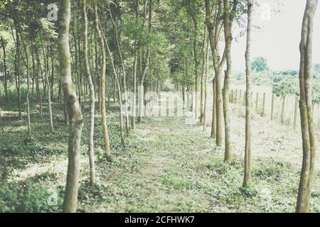 croissance de l'arbre de bois de rose siamois dans les terres agricoles. Dalbergia cochinchinensis foresterie Banque D'Images