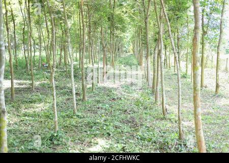 croissance de l'arbre de bois de rose siamois dans les terres agricoles. Dalbergia cochinchinensis foresterie Banque D'Images