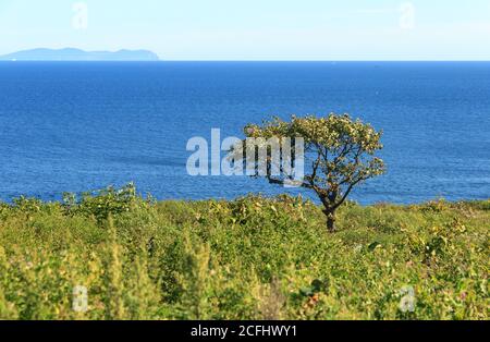 Un arbre solitaire qui pousse au bord d'une falaise sur la côte de la mer, par une journée d'été ensoleillée et claire. Banque D'Images