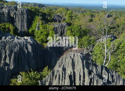 Magnifique nature stricte réserve Tsingy de Bemaraha, île de Madagascar. Forêt de pierre. Paysage rocheux immaculé. Aiguilles de calcaire.gorge pittoresque Banque D'Images