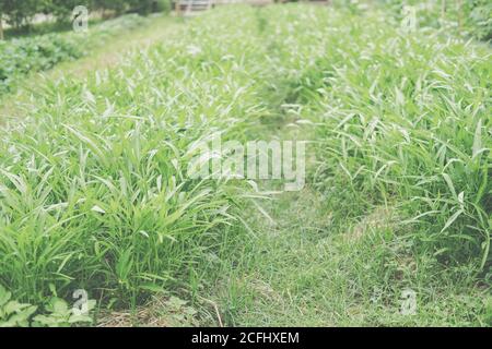 l'eau chinoise convolvulus épinards matin gloire plante poussant en légume ferme de jardin Banque D'Images