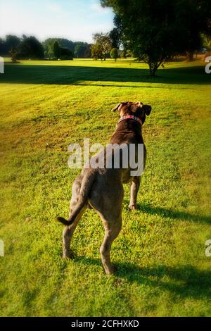 Staffordshire Bull Terrier un chien de race connue sous le nom de Staffy Ou Staffie debout et regardant Banque D'Images