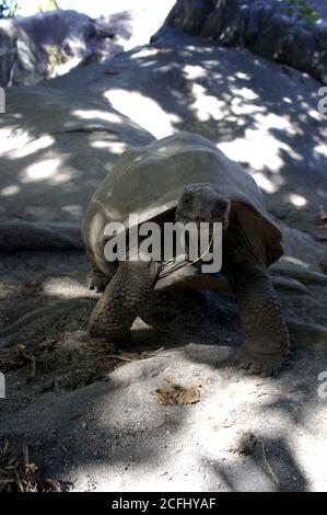 Tortue géante de l'île de Sechelles. Aldabrachelys gigantea. Portrait tortue gigantesque Aldabra des îles de l'atoll d'Aldabra. Sourire drôle de tortue. Banque D'Images