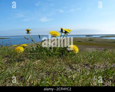 Beauté naturelle de la nature islandaise. Paysage d'été en Islande. Pissenlits de fleurs jaunes et herbe verte sur le fond de la mer bleue. Banque D'Images